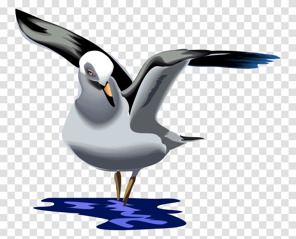 Seagull Gull Sea Gull Bird Waterfowl Wings Water Animated Seagull, Animal, Puffin, Albatross, Goose Transparent Png