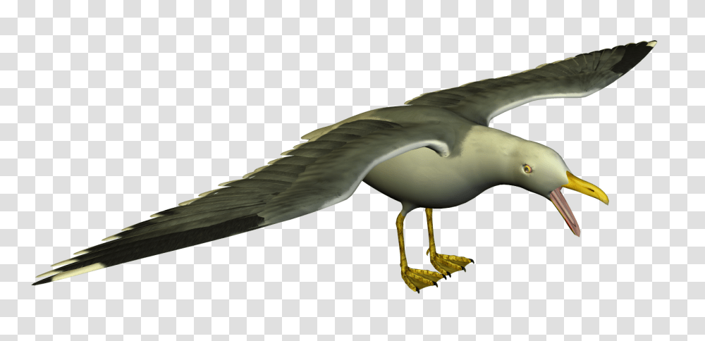 Seagull High Resolution Clip Art Free Image, Bird, Animal, Beak, Flying Transparent Png