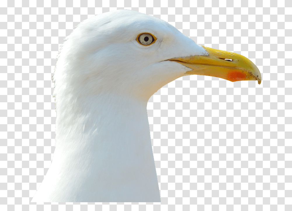 Seagull Image Free Golova Chajki, Bird, Animal, Beak, Waterfowl Transparent Png