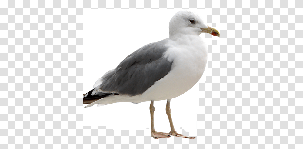 Seagull Image Seagull, Bird, Animal, Beak, Porcelain Transparent Png