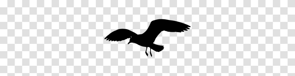 Seagull Image Transparent Png