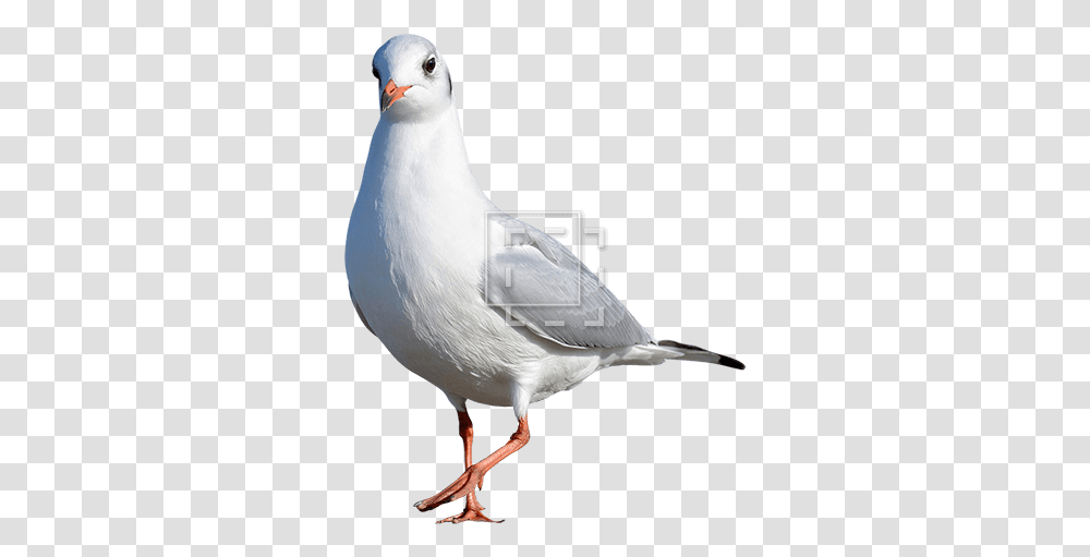 Seagull Kind Of Bird Immediate Entourage Bird Cut Out, Animal, Pigeon, Dove, Beak Transparent Png