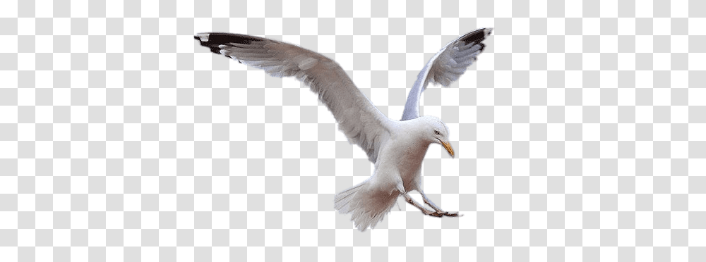 Seagull Landing, Bird, Animal, Dove, Pigeon Transparent Png