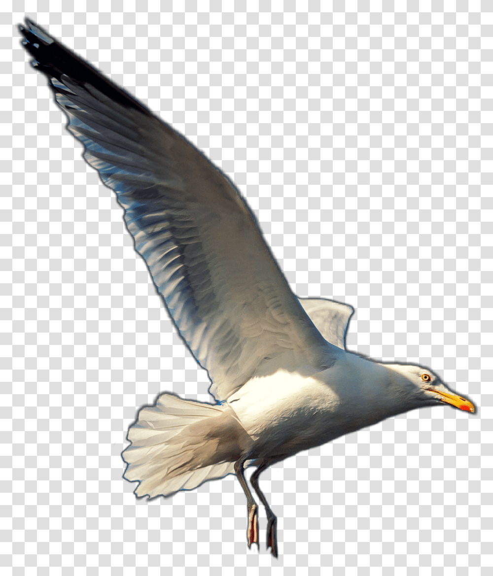 Seagull Seagulls Gull Bird Beach Animals Animal Birds Gull, Flying, Beak, Albatross Transparent Png