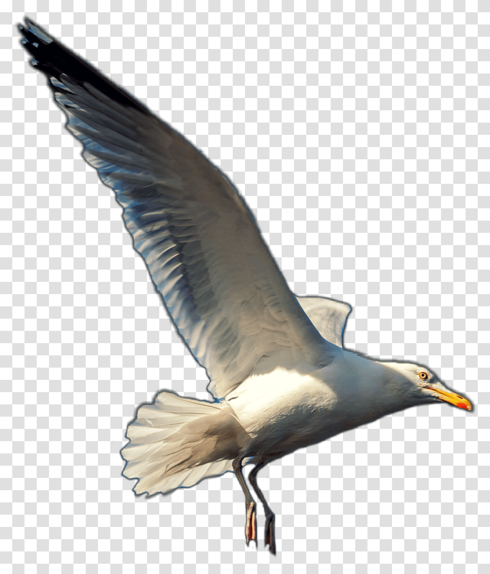 Seagull Seagulls Gull Bird Beach Animals Animal, Flying, Beak, Booby, Albatross Transparent Png