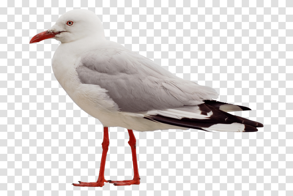 Seagull Side View, Bird, Animal, Beak, Dove Transparent Png