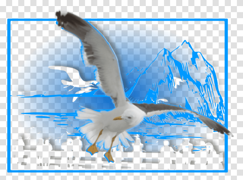 Seagull Silhouette, Person, Bird, Animal, Flying Transparent Png