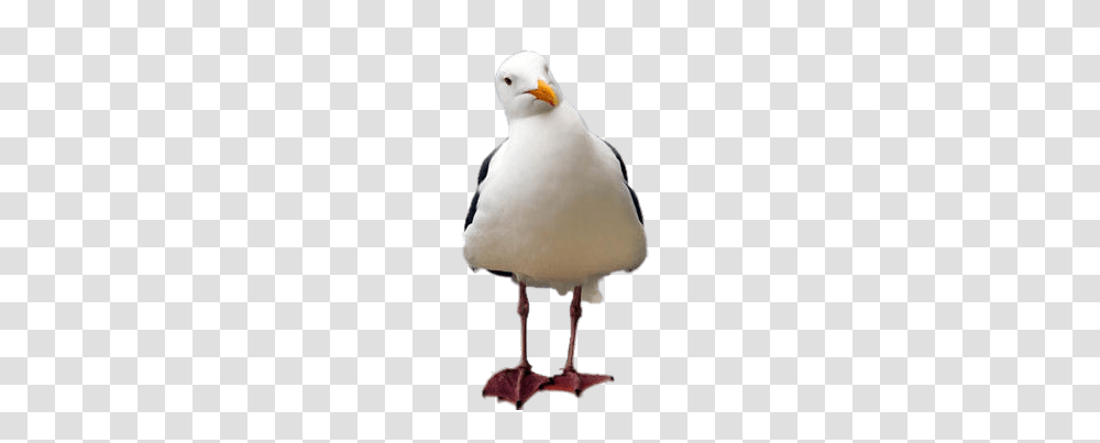 Seagull Tilted Head, Beak, Bird, Animal, Anseriformes Transparent Png