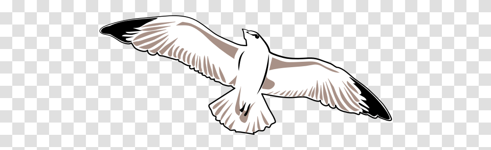 Seagull Vector Image Zeemeeuw Tekening, Bird, Animal, Dove, Pigeon Transparent Png
