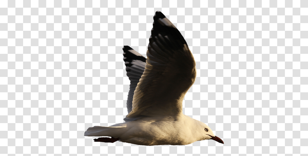 Seagull Water Bird Seevogel Plumage Wing Feather Aves En El Agua, Animal, Beak, Waterfowl, Flying Transparent Png