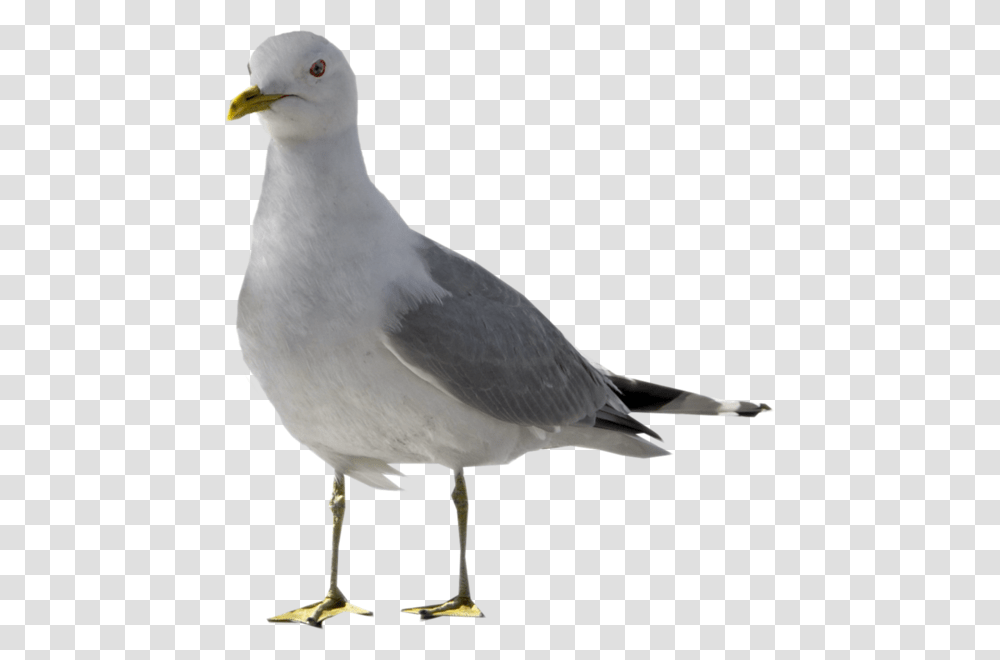 Seagull With No Background, Bird, Animal, Beak, Pigeon Transparent Png