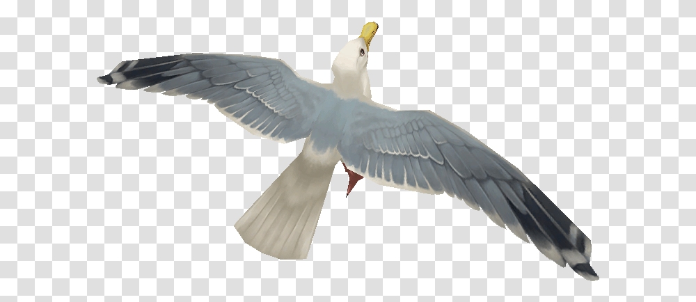 Seagulls, Bird, Animal, Dove, Pigeon Transparent Png
