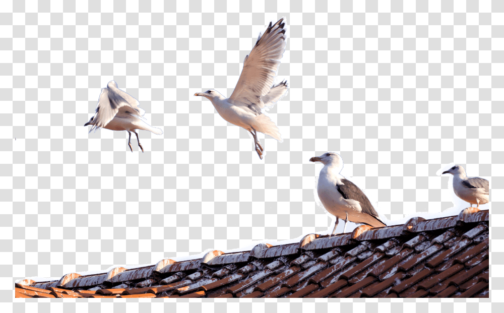 Seagulls, Bird, Animal, Roof, Flying Transparent Png