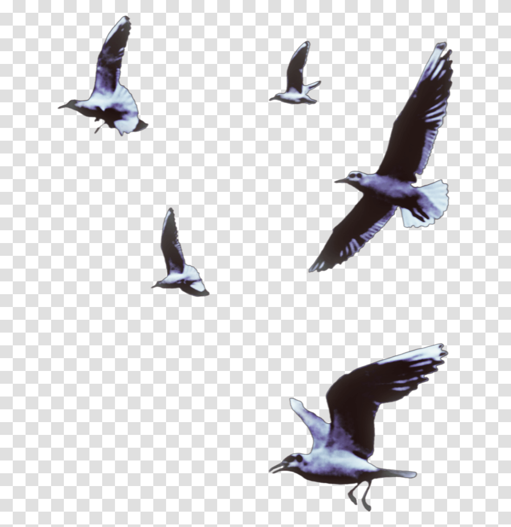 Seagulls Birds Flying Animals Vipshoutout Bird Flock, Kite Bird, Pigeon, Dove Transparent Png