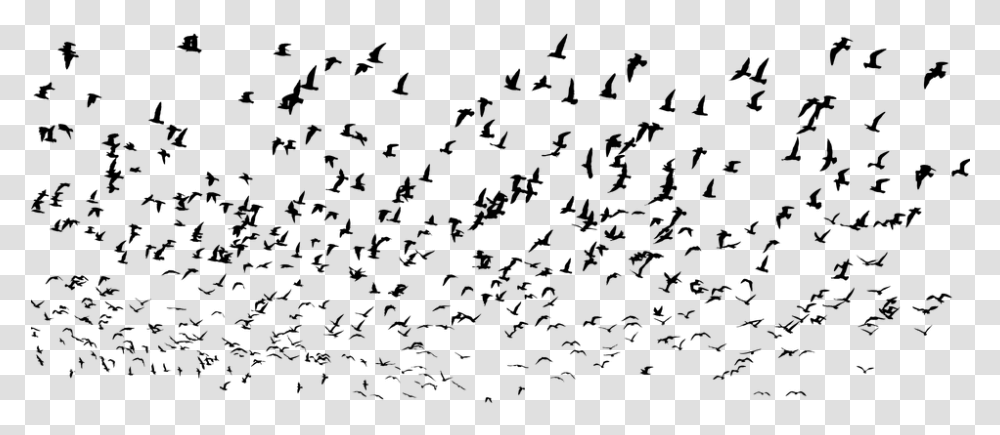 Seagulls Flock Silhouette Seagull Birds Swarm Silhouette Seagulls, Gray, World Of Warcraft Transparent Png