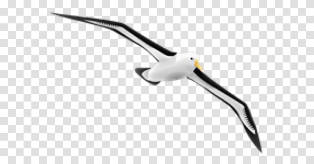Seagulls Flying Albatross Gif, Bird, Animal, Beak, Pelican Transparent Png