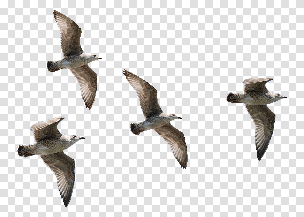 Seagulls Flying Background Birds Flying, Animal, Waterfowl Transparent Png