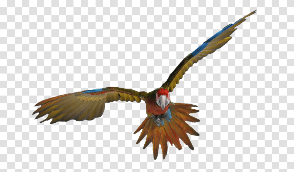 Seagulls Flying, Bird, Animal, Parrot, Macaw Transparent Png