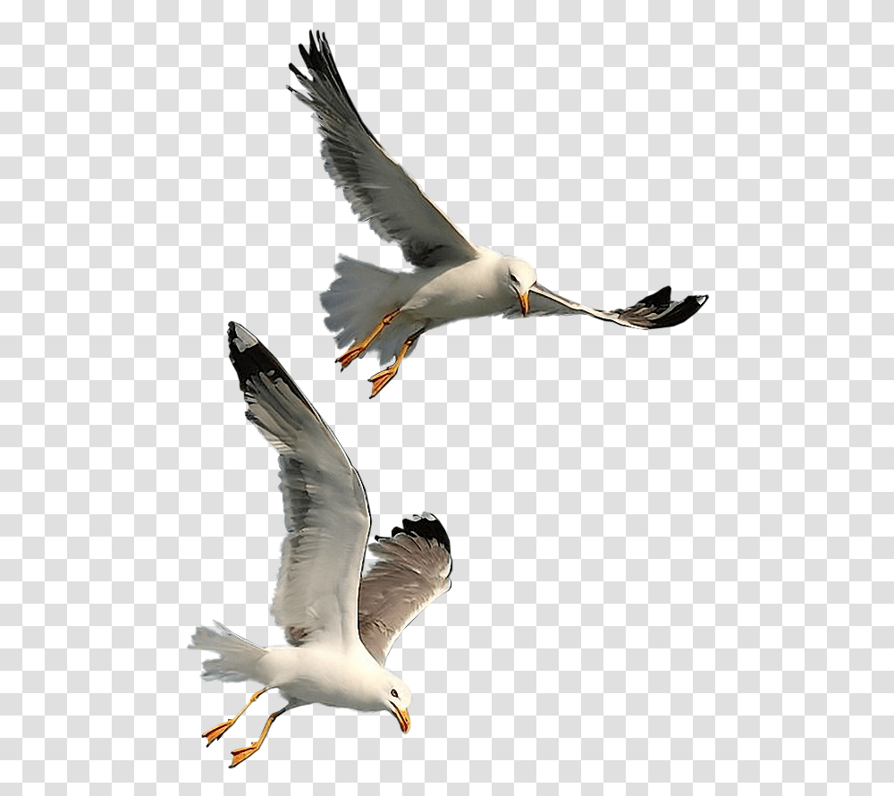 Seagulls Flying Download Seagull, Bird, Animal, Kite Bird, Waterfowl Transparent Png