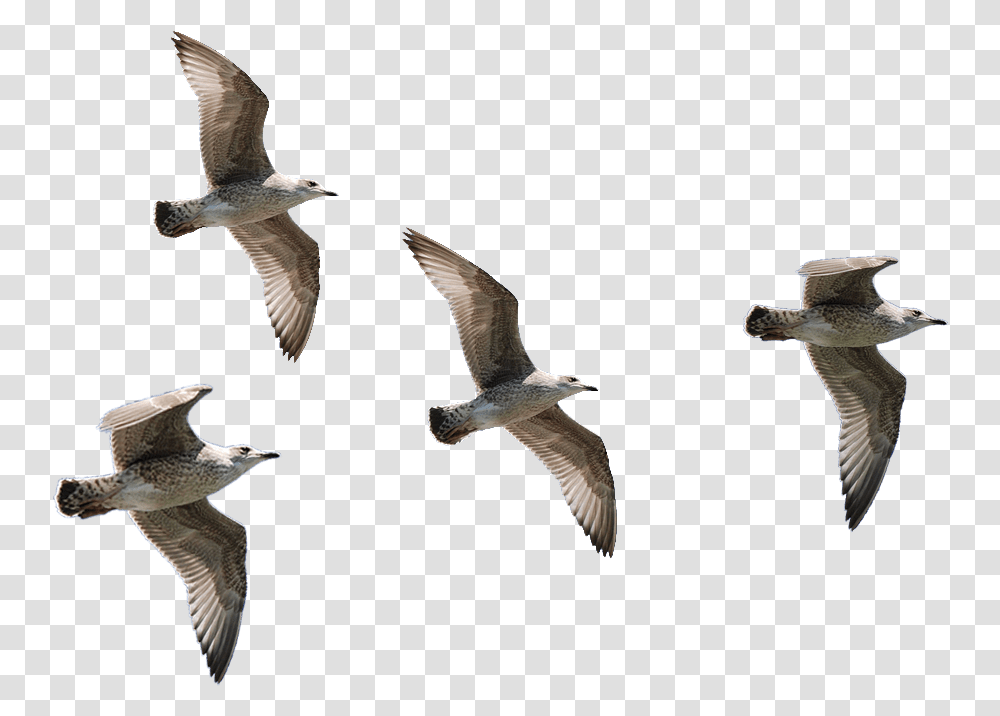 Seagulls Flying Image Of Birds, Animal, Waterfowl, Bee Eater Transparent Png