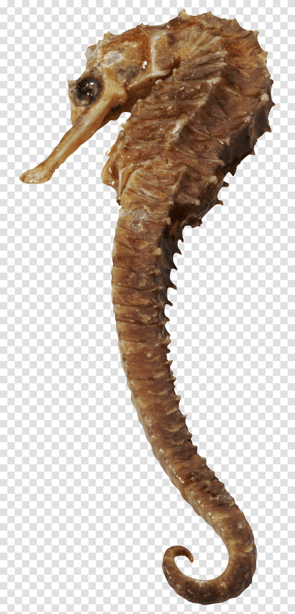 Seahorse, Animals, Mammal, Sea Life, Lizard Transparent Png