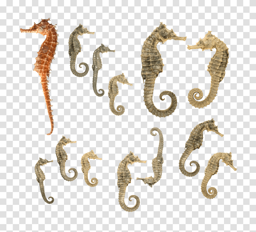 Seahorse, Animals, Mammal, Sea Life, Rug Transparent Png