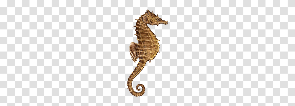 Seahorse, Animals, Mammal, Sea Life Transparent Png