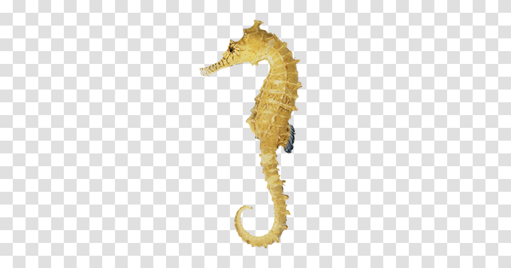 Seahorse, Animals, Sea Life, Mammal, Cross Transparent Png