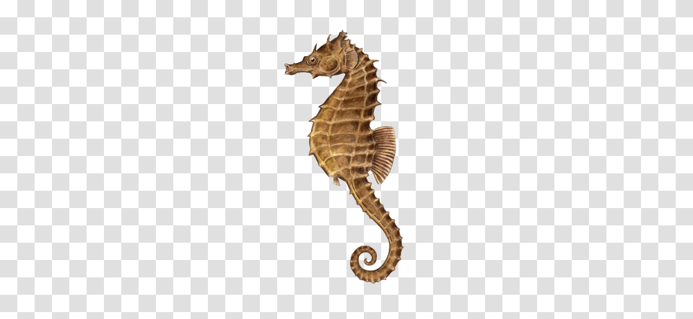 Seahorse, Animals, Sea Life, Mammal, Panther Transparent Png