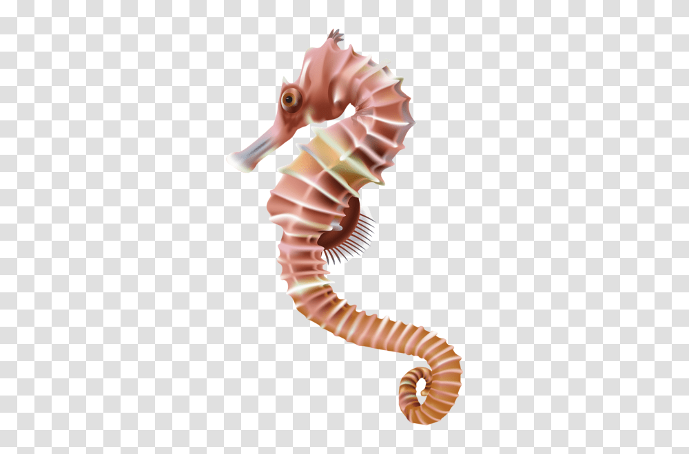 Seahorse, Animals, Sea Life, Mammal, Person Transparent Png