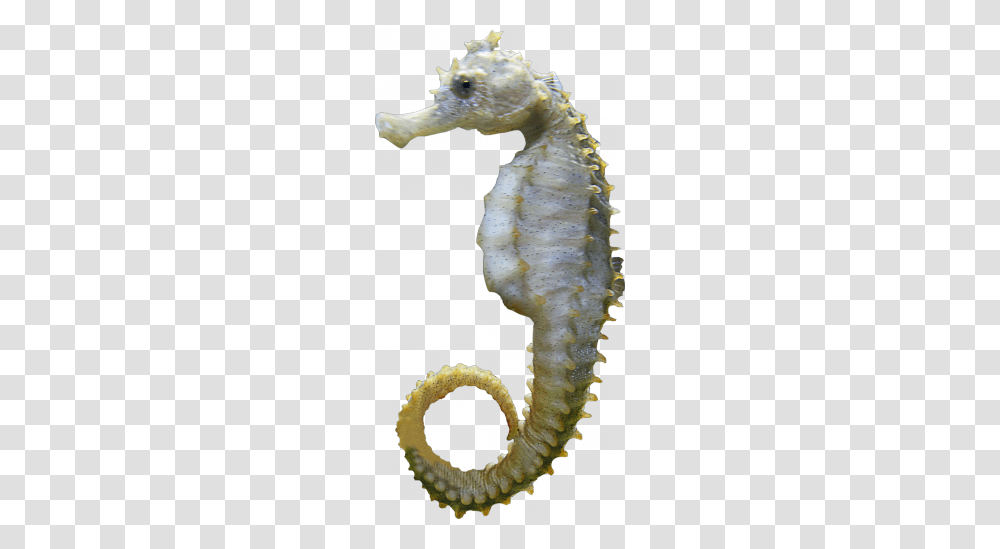 Seahorse, Animals, Sea Life, Mammal, Rug Transparent Png