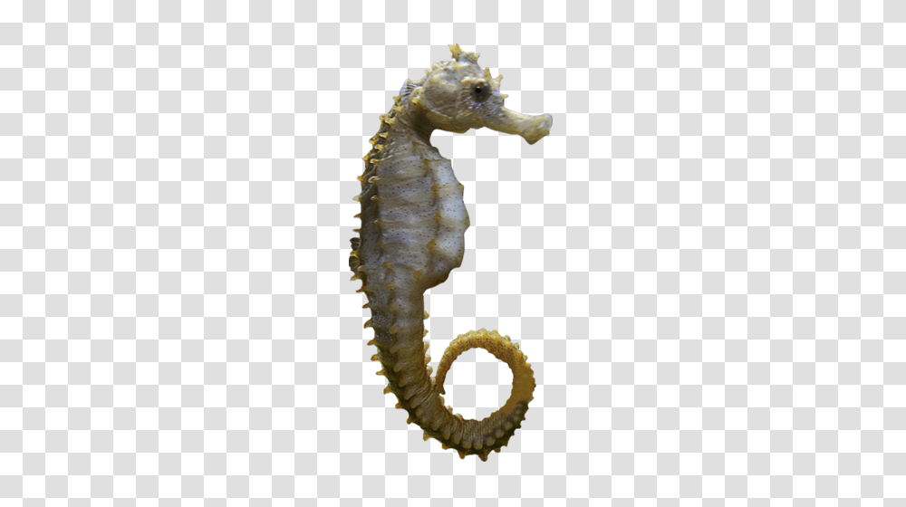 Seahorse, Animals, Sea Life, Mammal Transparent Png