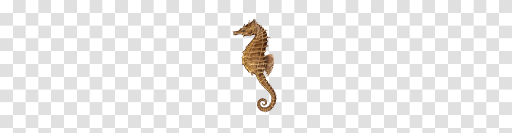 Seahorse, Animals, Sea Life, Mammal Transparent Png