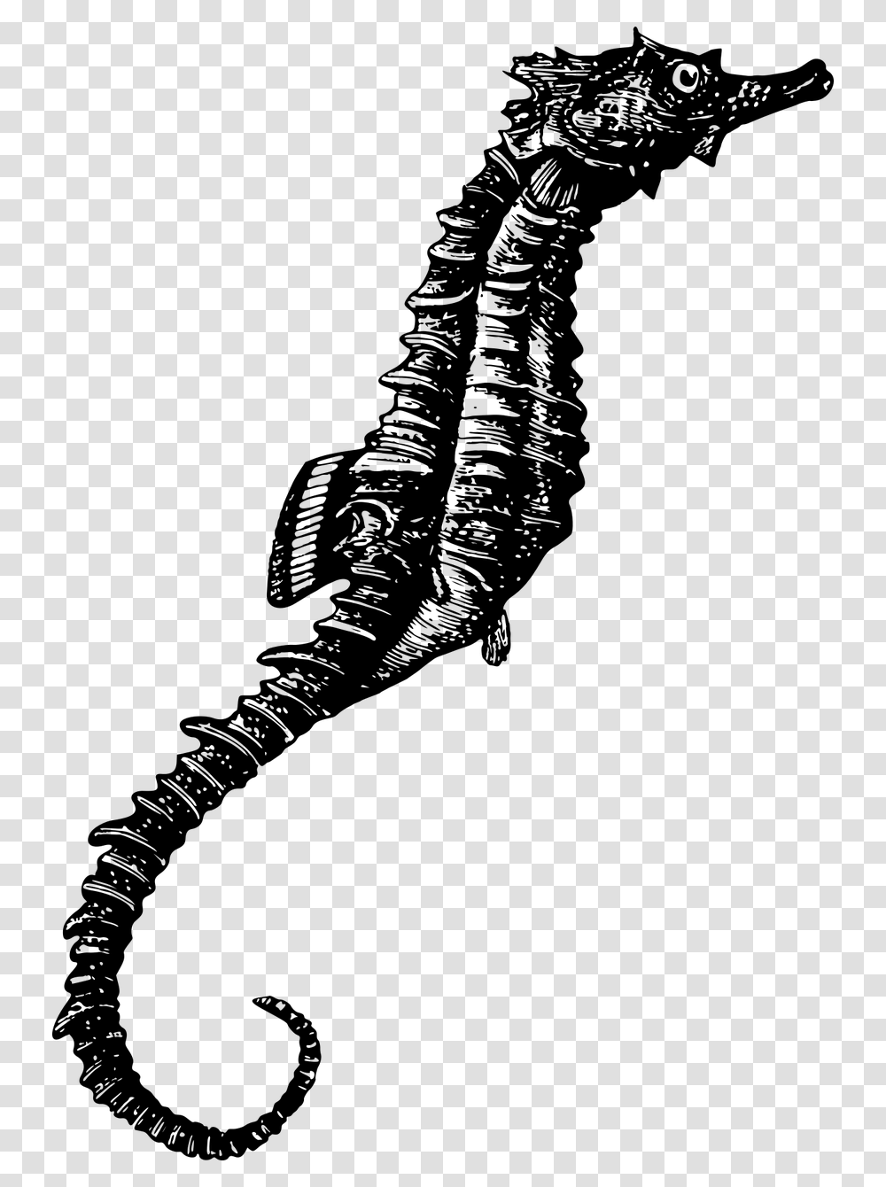 Seahorse Photos Black And White Free, Gray, World Of Warcraft Transparent Png