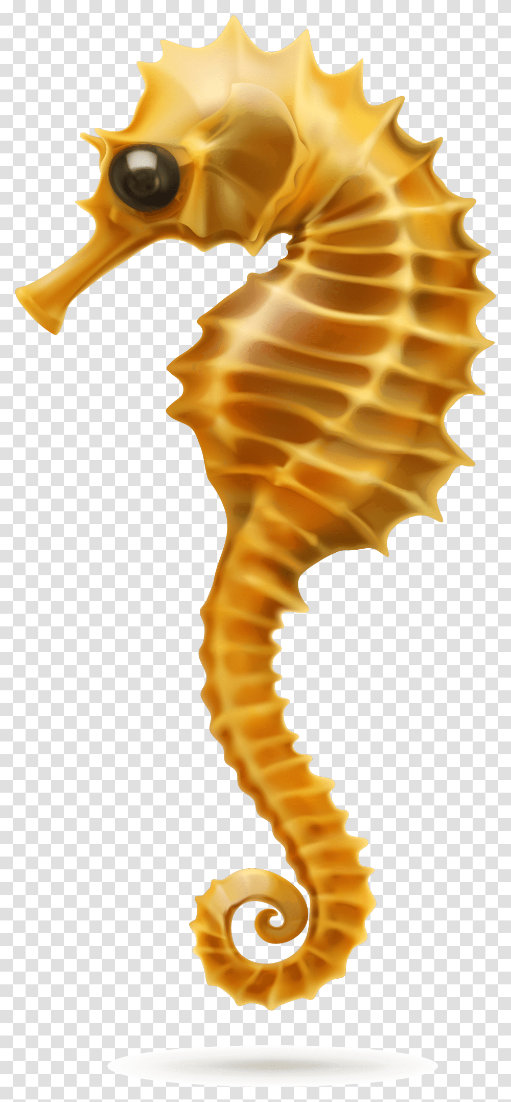 Seahorse Picture White Background, Sea Life, Animal, Mammal, Invertebrate Transparent Png