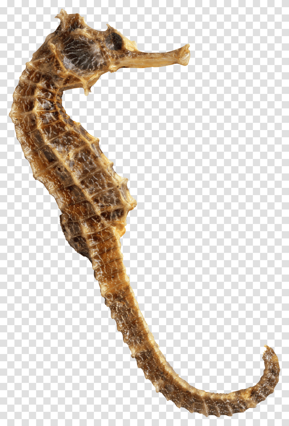 Seahorse, Sea Life, Animal, Mammal, Lizard Transparent Png