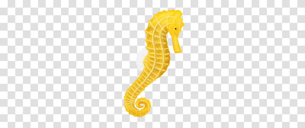 Seahorse, Sea Life, Animal, Mammal Transparent Png