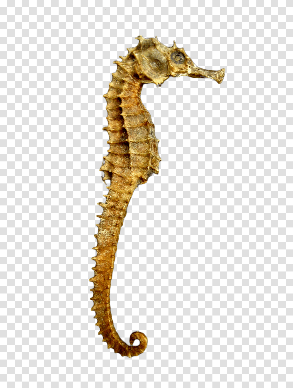 Seahorse Skeleton Image Sea Horse, Sea Life, Animal, Mammal Transparent Png