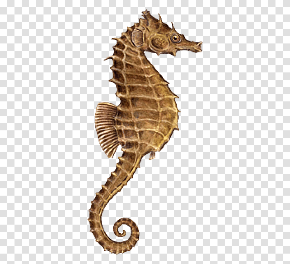 Seahorsefish Seahorse, Sea Life, Animal, Mammal Transparent Png