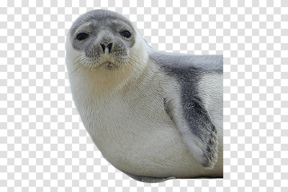 Seal 1 Image Seal Animal, Mammal, Sea Life, Sea Lion, Bird Transparent Png