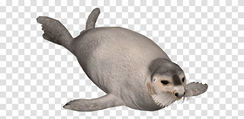Seal 5 Image Seal, Sea Lion, Mammal, Sea Life, Animal Transparent Png