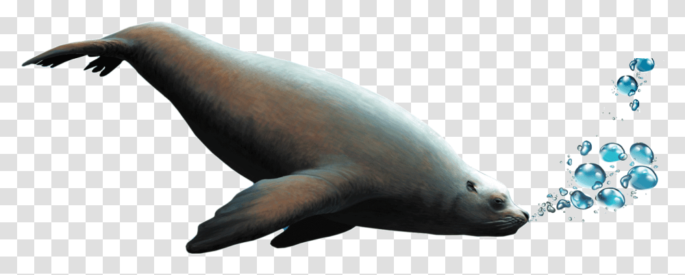 Seal Animal Dugong, Bird, Sea Life, Mammal, Fish Transparent Png
