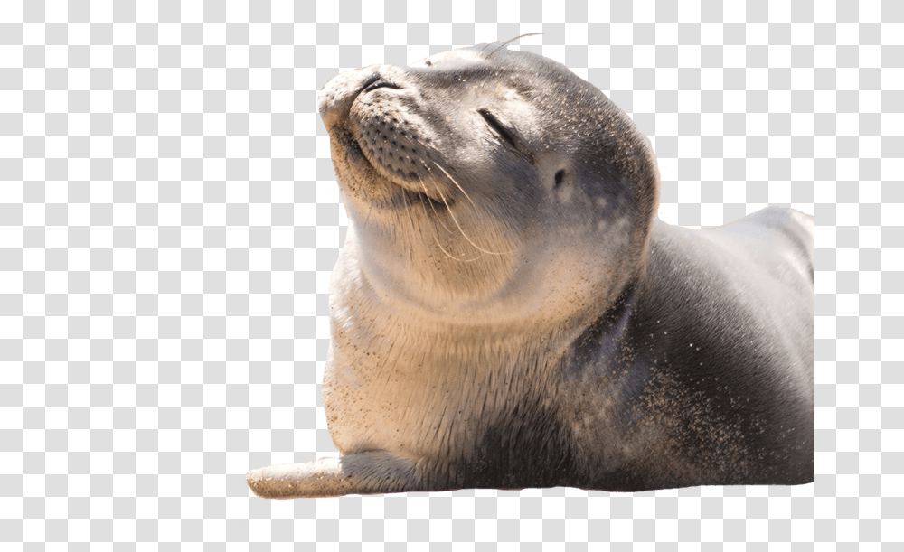 Seal Animal Steller Sea Lion Transparant, Mammal, Sea Life, Dog, Pet Transparent Png