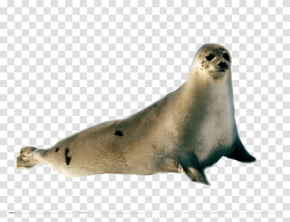 Seal Background, Mammal, Sea Life, Animal, Bird Transparent Png