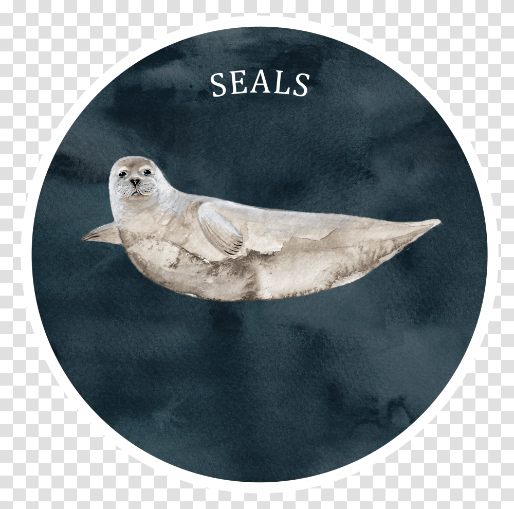 Seal Baltic Gray Seal, Bird, Animal, Nature, Outdoors Transparent Png