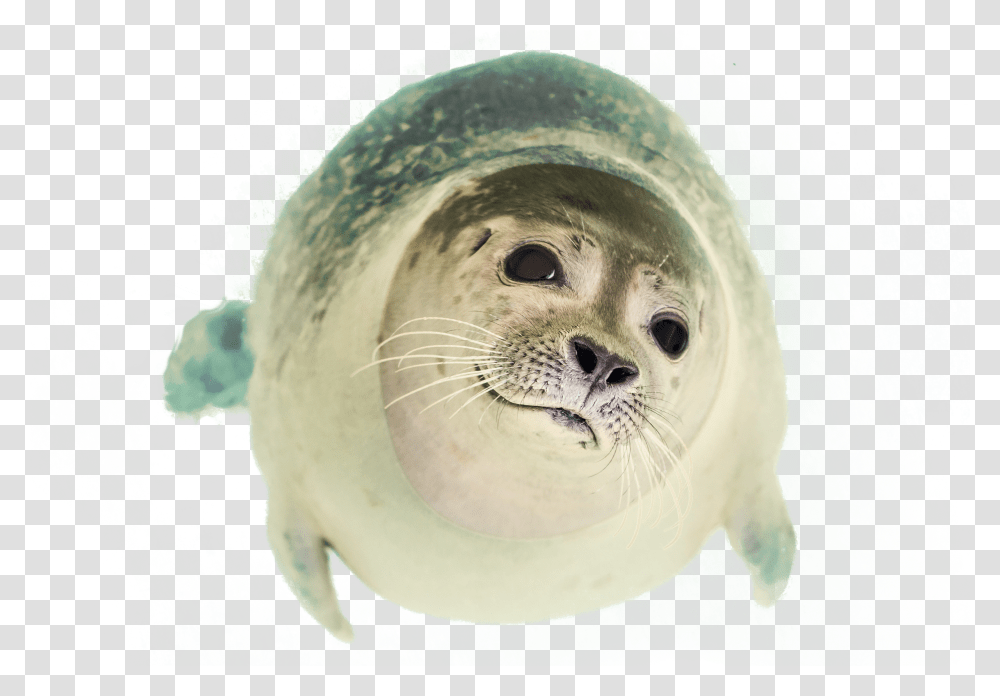 Seal Clipart Seal Swimming Transparent Png