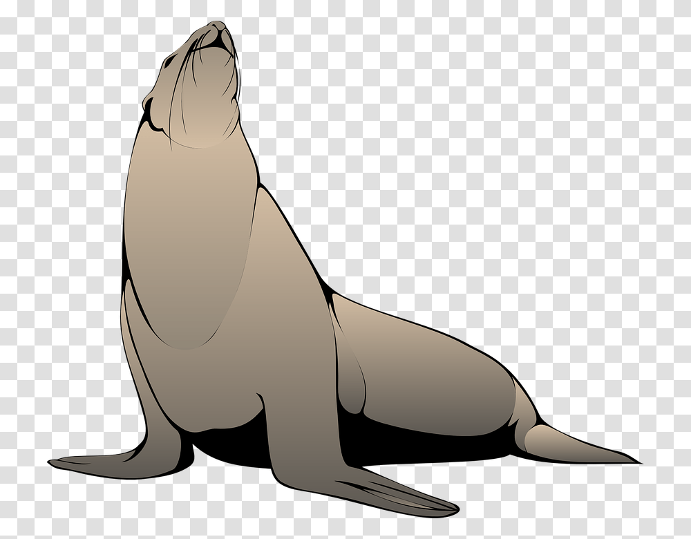 Seal Head Raised Sea Lion Clipart, Animal, Mammal, Sea Life, Reptile Transparent Png