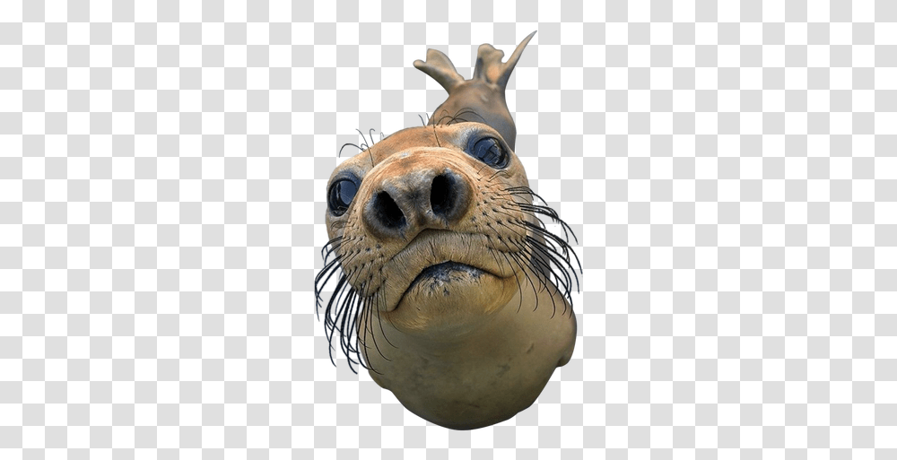 Seal Images You Got Any Games On Your Phone, Sea Lion, Mammal, Sea Life, Animal Transparent Png