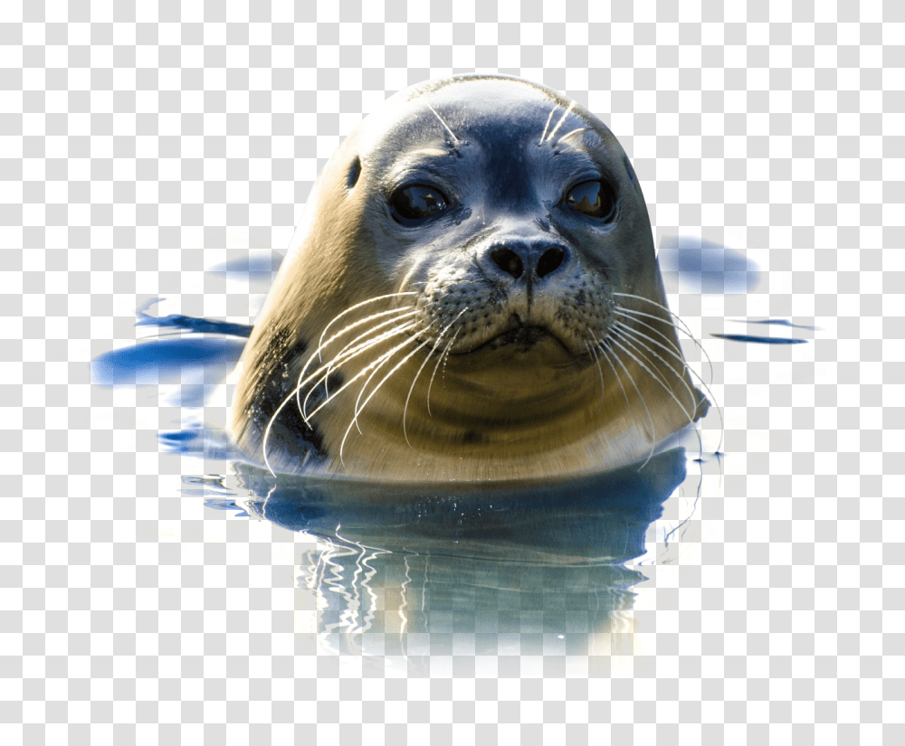 Seal In Water Image, Animals, Sea Lion, Mammal, Sea Life Transparent Png