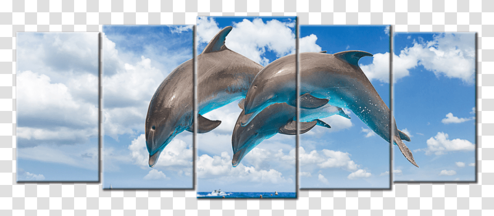 Sealife Amp Ocean Canvas Cute Dolphin Jumping, Mammal, Sea Life, Animal, Fish Transparent Png